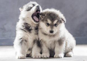 Pomsky